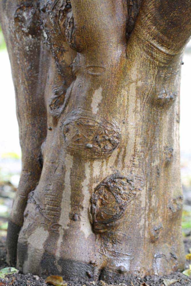              Bark (Riverside, CA)       